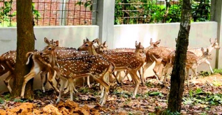 বঙ্গবন্ধু সাফারি পার্কের নতুন অতিথি ১৯টি চিত্রা হরিণ