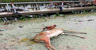 রেমালের তাণ্ডব: সুন্দরবনে হরিণসহ ১শ` মৃত প্রাণী উদ্ধার