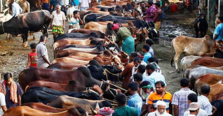 আফতাবনগরে গরুর হাট বসানো যাবে না