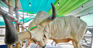 ৩ ফুট লম্বা গরুর শিং, ১৬ লাখ টাকায় বিক্রি 