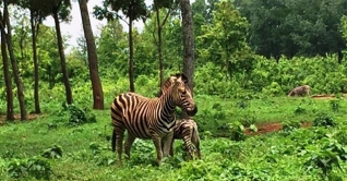 `সাফারি পার্কে জেব্রাগুলোকে হত্যা করা হয়েছে`