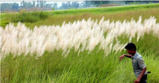 হেমন্তেও নদীতীরে কাশফুলের মেলা