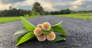 হারিয়ে যাচ্ছে কদম ফুল 