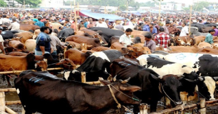 রাজধানীর পশুর হাটে ক্রেতা বাড়লেও বিক্রি কম