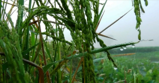 দিনাজপুরে ঘন কুয়াশার সাথে নেমেছে শীত