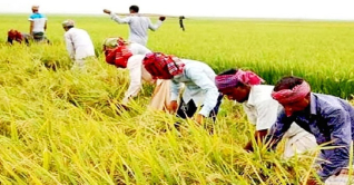 কুমিল্লার ঘরে উঠছে কৃষকের সোনালী স্বপ্নের ধান