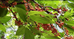 খাগড়াছড়িতে বাড়ছে লটকন চাষ