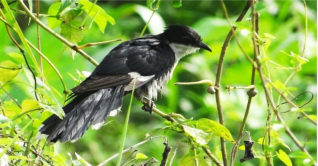 চাতক: যে পাখি শুধু বৃষ্টির পানি পান করে