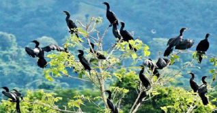 পানকৌড়ির নিরাপদ আশ্রয়স্থল মদন