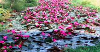 ডোবায় ফোটা পদ্ম নজর কাড়ছে পথচারীর