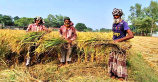 উত্তরাঞ্চলে আমনের বাম্পার ফলন