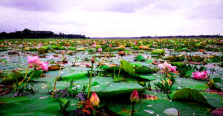 প্রাকৃতিক সৌন্দর্যে ভরপুর নরসিংদীর চিনাদী বিল