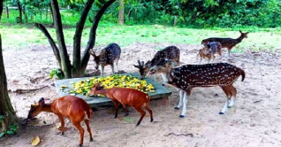 কক্সবাজার বঙ্গবন্ধু সাফারি পার্কে মুগ্ধতা ছড়াচ্ছে হরিণ