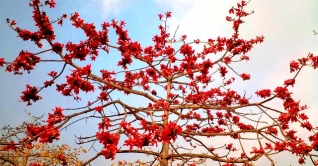 এশিয়ার বৃহৎ শিমুলবাগানে বসেছে ফুলের হাট