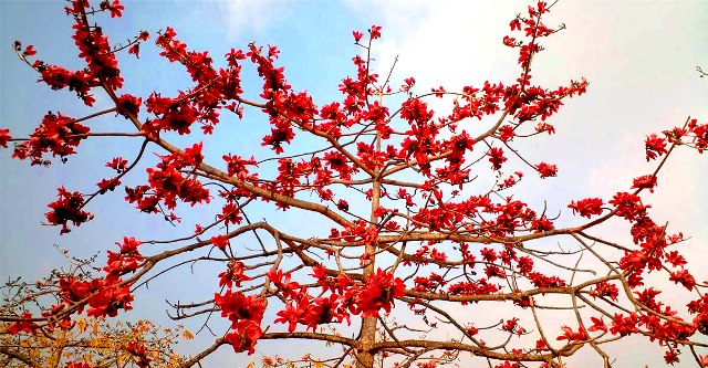 ফাইল ছবি