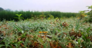 প্রকৃতিতে শীতের আগমনী বার্তা