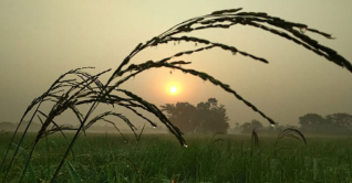 প্রকৃতিতে শীতের আমেজ