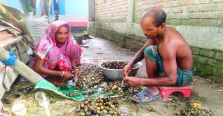 নড়াইলে বিলুপ্তির পথে বিল-খালের শামুক