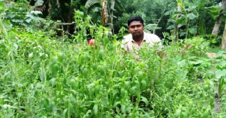 চিনির বিকল্প স্টিভিয়া চাষ হচ্ছে কালীগঞ্জে