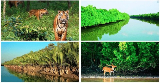 পর্যটকদের জন্য কাল খুলছে সুন্দরবনের দুয়ার