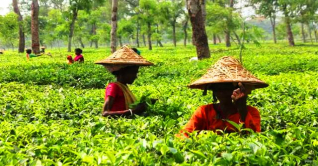 হিট স্ট্রোকে দুই চা শ্রমিকের মৃত্যু