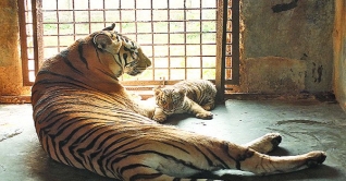 গাজীপুরে বঙ্গবন্ধু সাফারি পার্কে বাঘিনী শাবকের জন্ম