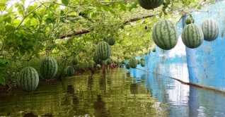 অসময়ের তরমুজের আবাদ বৃদ্ধি পাচ্ছে গোপালগঞ্জে