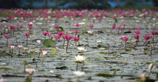 ঘুরে আসুন সিলেটের জৈন্তাপুর শাপলা বিল