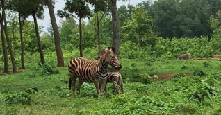 গাজীপুরের বঙ্গবন্ধু সাফারী পার্কে জেব্রা শাবকের জন্ম