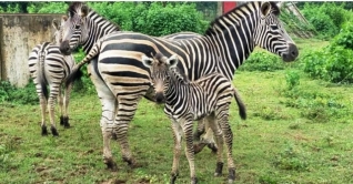 ২২ দিনে ৯ জেব্রার মৃত্যু, বাকিদের নিয়েও শঙ্কা