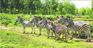 সাফারি পার্কের জেব্রা মৃত্যু: সাবেক কর্মকর্তার বিরুদ্ধে মামলা