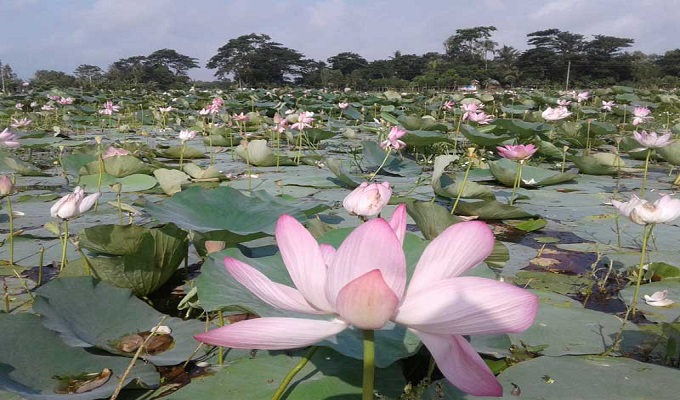 সংগৃহীত ছবি