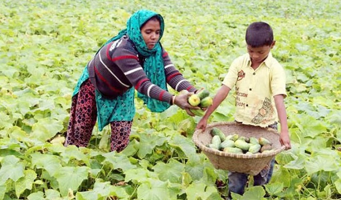 খিরা চাষে লাভবান কুমিল্লার চরের কৃষকরা 