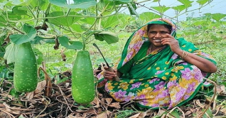 গোপালগঞ্জ: ২১টি ইউনিয়নে পুকুরপাড়ে সবজির আবাদ