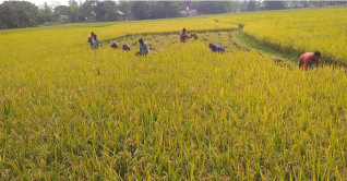 জয়পুরহাটে বোরোধান ঘরে তোলা নিয়ে ব্যস্ত কৃষকরা