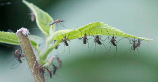 ২৪ ঘণ্টায় ডেঙ্গুতে ১৬ জনের মৃত্যু