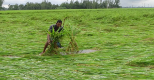 সিত্রাংয়ের আঘাতে ধান ও শীতকালীন সবজি ক্ষতিগ্রস্ত