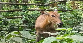 ঠাকুরগাঁওয়ের নীলগাইটি বঙ্গবন্ধু সাফারি পার্কে