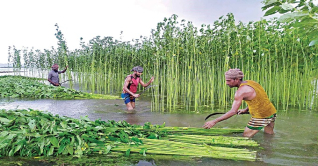 টাঙ্গাইলে পাটের বাম্পার ফলনে গ্রামাঞ্চলজুড়ে আনন্দ