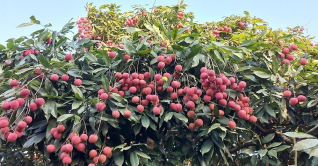 ব্রাহ্মণবাড়িয়ার লিচু চাষিদের মুখে তৃপ্তির হাসি