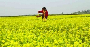 যশোরে মাঠজুড়ে সরিষা ফুলের হলুদ আভা