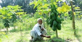 পতিত জমিতে পেঁপে চাষে বদলে গেছে সুবর্ণচর